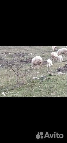 Продается овцы купить на Зозу.ру - фотография № 5