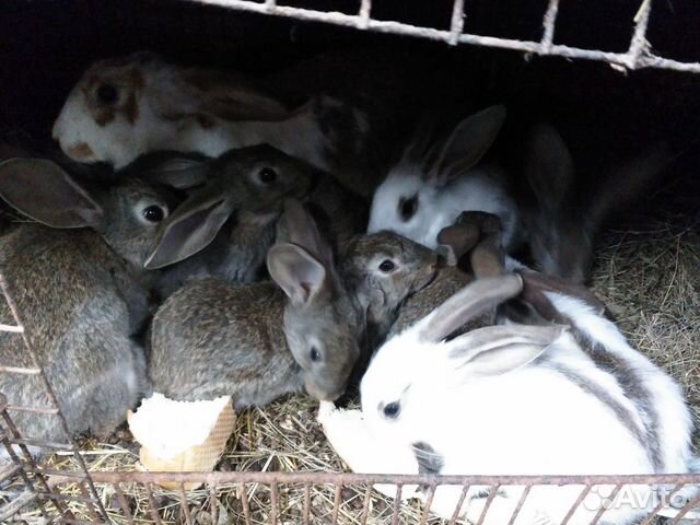 Кролики мясной породы купить на Зозу.ру - фотография № 3