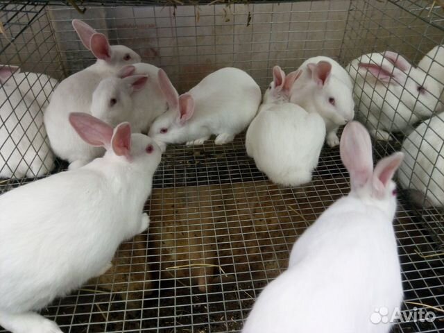 Кролики породы Хиплус (Hyplus) купить на Зозу.ру - фотография № 2