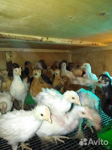 Цыплята разных видов и возраста купить на Зозу.ру - фотография № 4