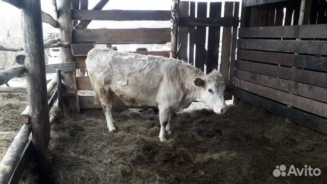 Продам корову 3 года с теленком 8 месяцев (телка) купить на Зозу.ру - фотография № 1