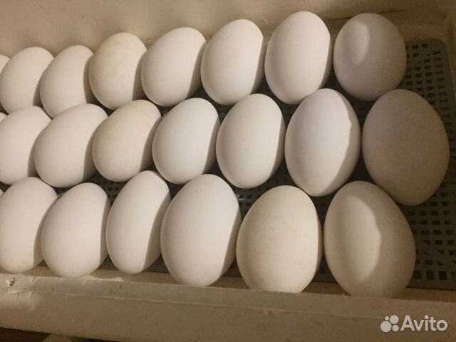 Яйца Гусей Линда крупная для инкубации купить на Зозу.ру - фотография № 2