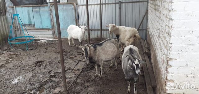 Молодые козы первый окот с козлятами купить на Зозу.ру - фотография № 1