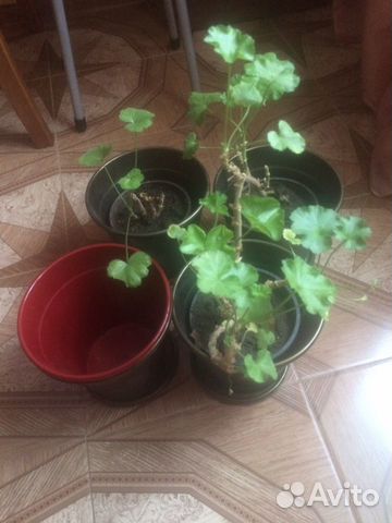 Пеларгония герань дарю