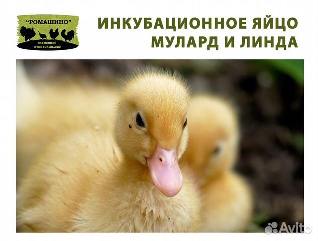 Инкубационное яйцо утки Мулард купить на Зозу.ру - фотография № 1