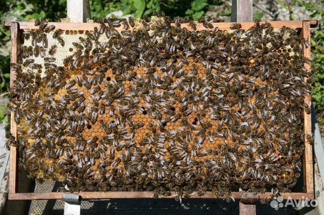 Пчёлы,пчелопакеты купить на Зозу.ру - фотография № 2