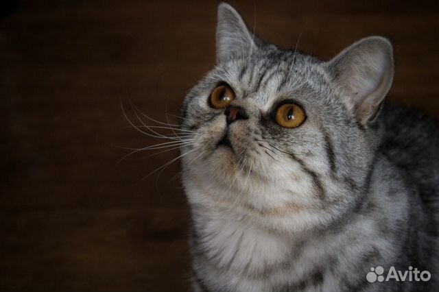 Ищу кота для вязки купить на Зозу.ру - фотография № 1