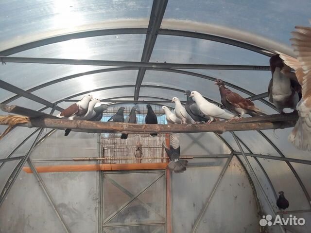 Бойные голуби купить на Зозу.ру - фотография № 3
