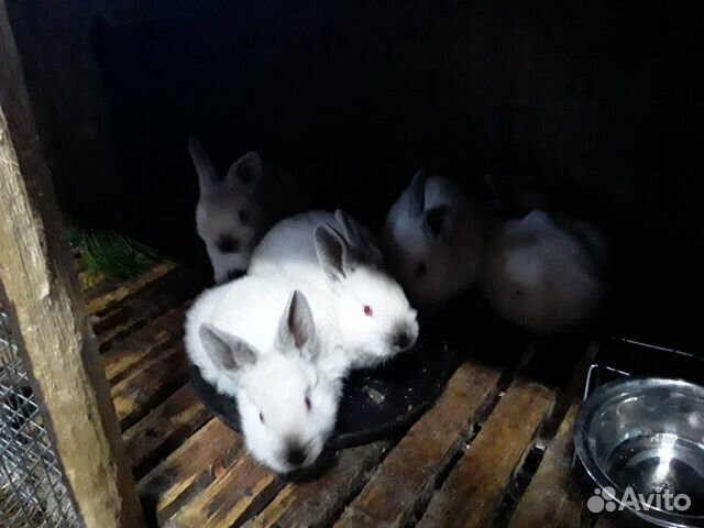 Чистокровные калифорнийские кролики продажа обмен купить на Зозу.ру - фотография № 3