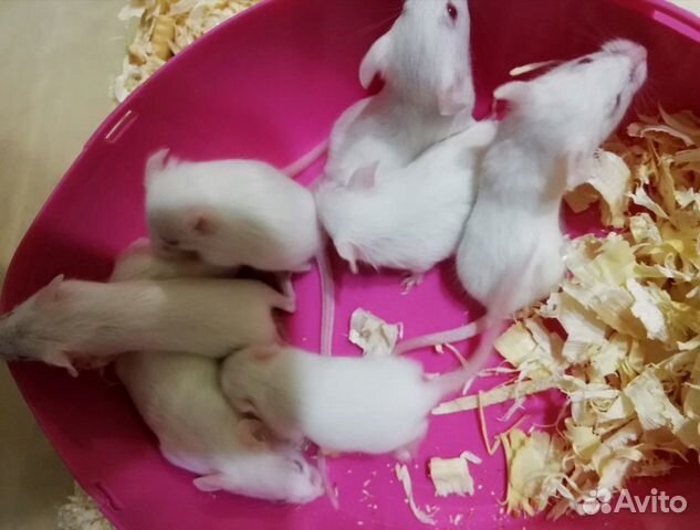 Кормовая мышь