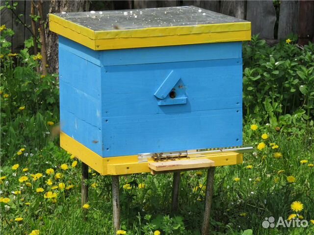 Продаются улья с пчелиными семьями и мед купить на Зозу.ру - фотография № 1