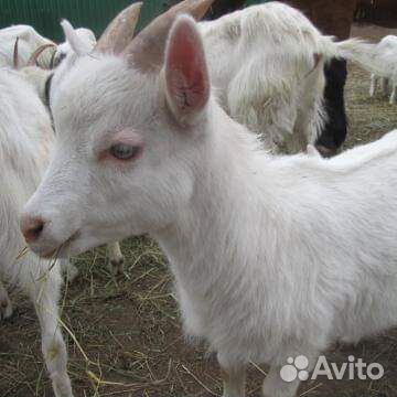 Козлик и козочки на племя купить на Зозу.ру - фотография № 1