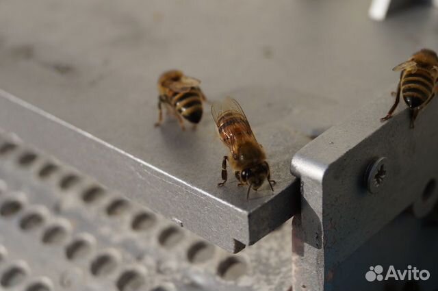 Пчёлы. Семьи пчёл на высадку купить на Зозу.ру - фотография № 1