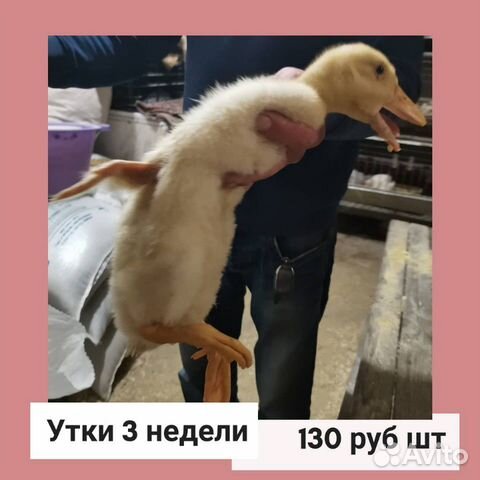 Цыплята и утята, бройлеры купить на Зозу.ру - фотография № 1