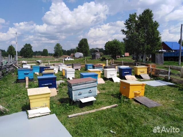 Пчелопакеты сибирской пчелы купить на Зозу.ру - фотография № 1