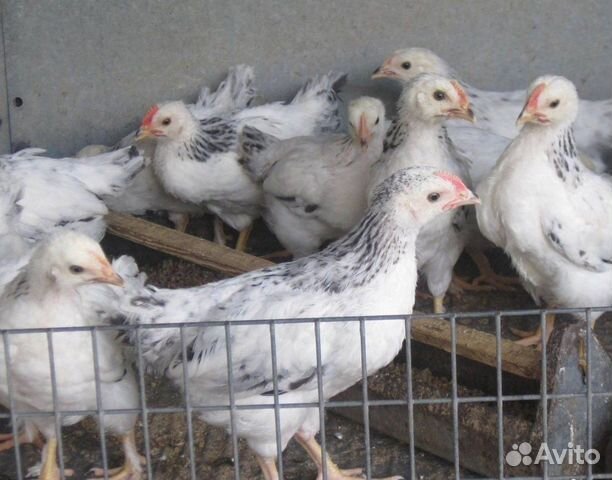 Серебристые цыплята купить на Зозу.ру - фотография № 4