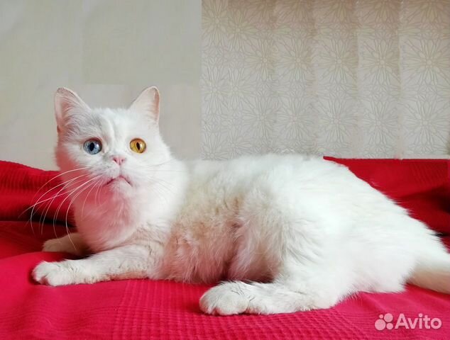 Самая необычная кошка Воронежа