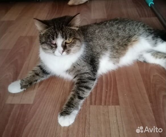 Молодая кошечка