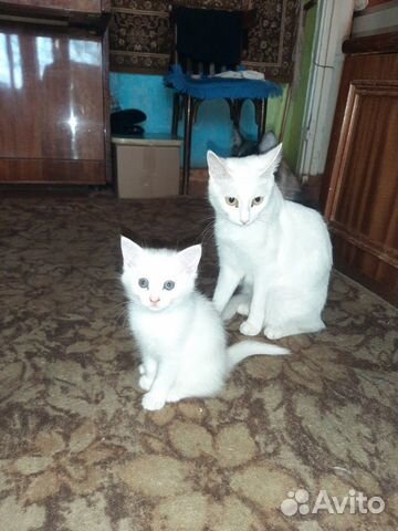 Дарю котят Дарю котят