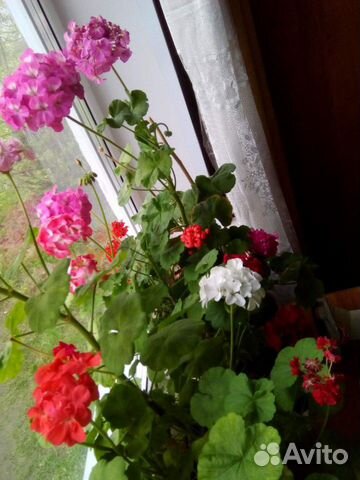 Пеларгония герань