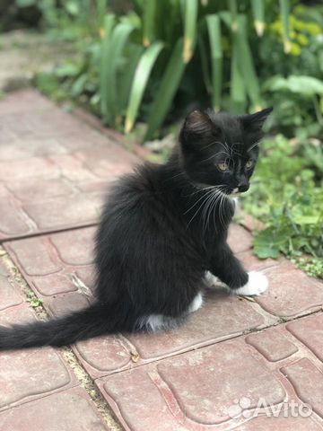 Котёнок