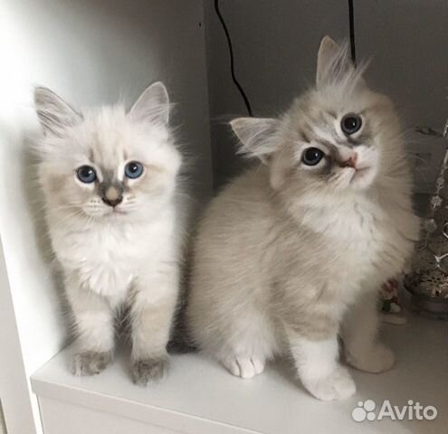 Самые невские маскарадные котята Самые невские маскарадные котята