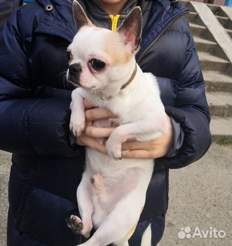 Чихуахуа Чихуахуа