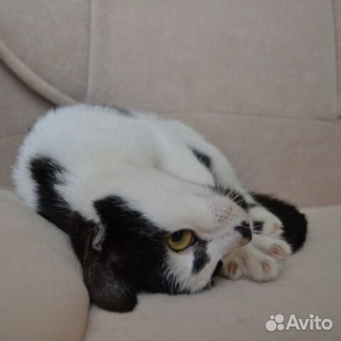 Котенок 6 мес Котенок 6 мес