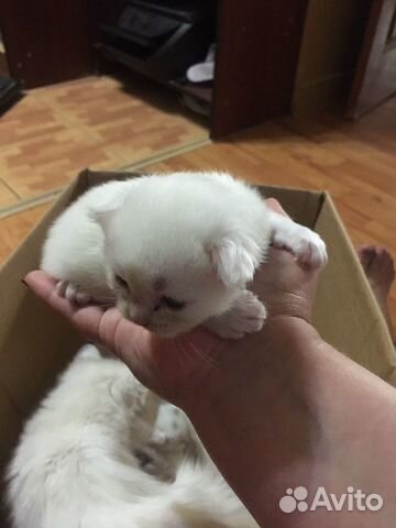 Котята Котята