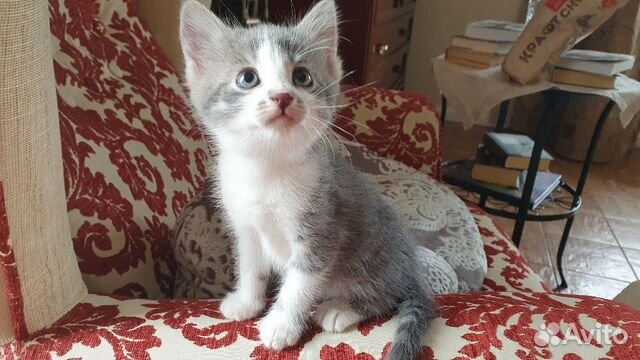 Котенок в добрые руки