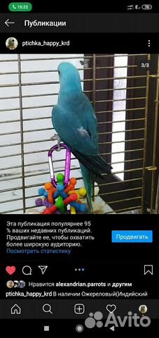 Ожереловый попугай