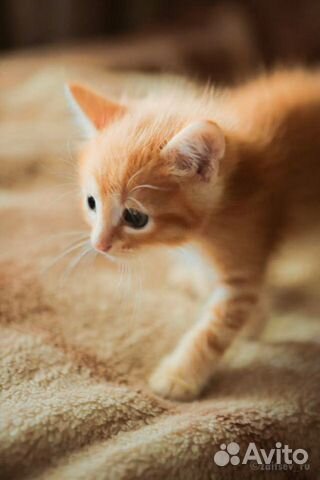 Котёнок Рыжик Котёнок Рыжик