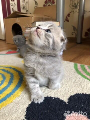 Шотландские вислоухие котята Шотландские вислоухие котята
