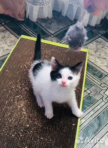 Котенок мальчик