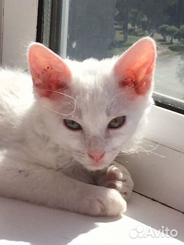 Котёнок ищет дом Котёнок ищет дом