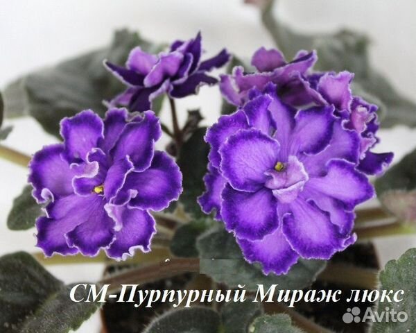 Фиалки