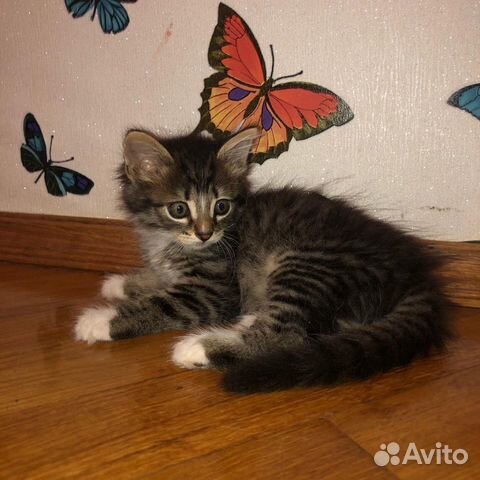 Котенок Котенок