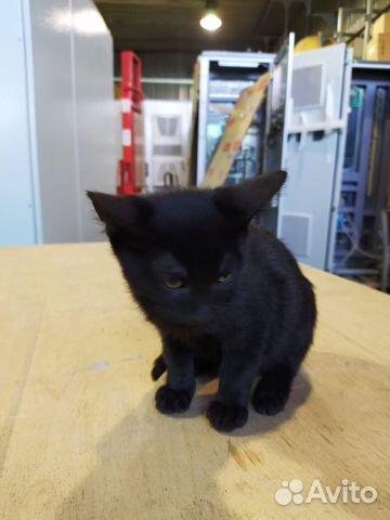 Котенок- мальчик ищет дом Котенок- мальчик ищет дом