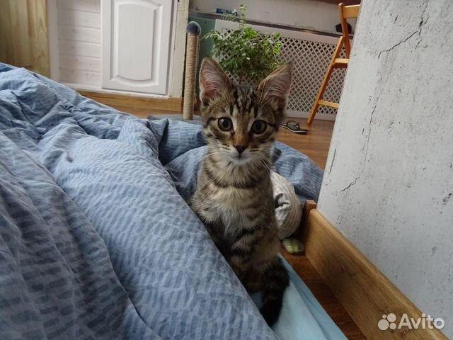 Котик в добрые заботливые любящие руки