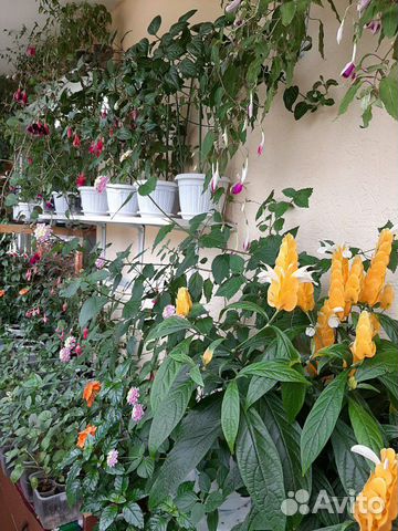 Шикарные цветы, растения