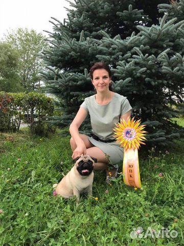 Щенки мопса