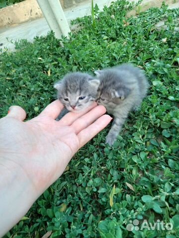 Котята в добрые руки Котята в добрые руки