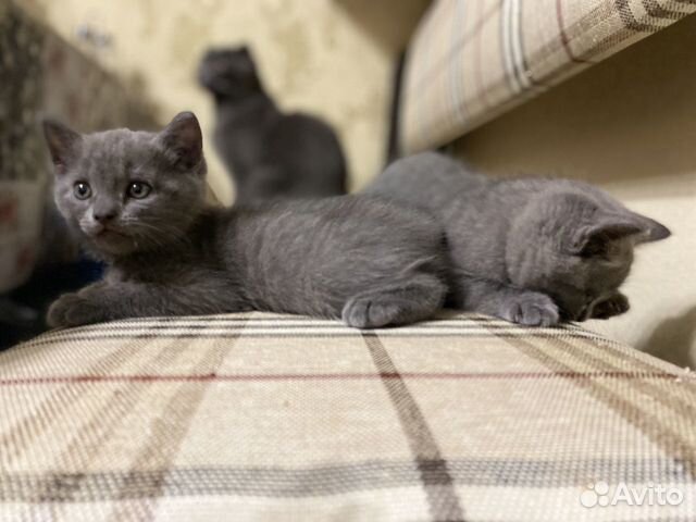 Шотландские котята Шотландские котята