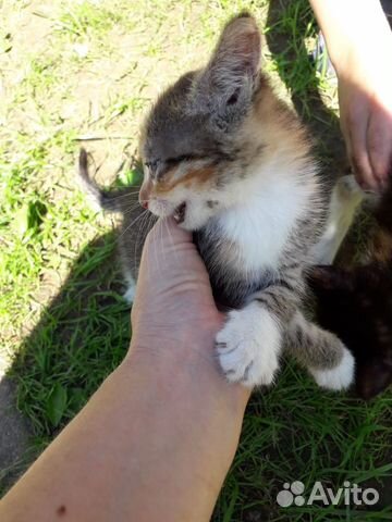 Котята 1,2-2 месяца