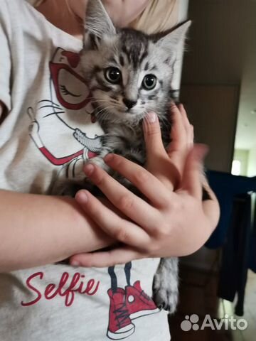 Котята