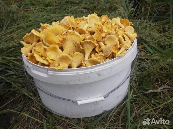 Грибы лисички Грибы лисички