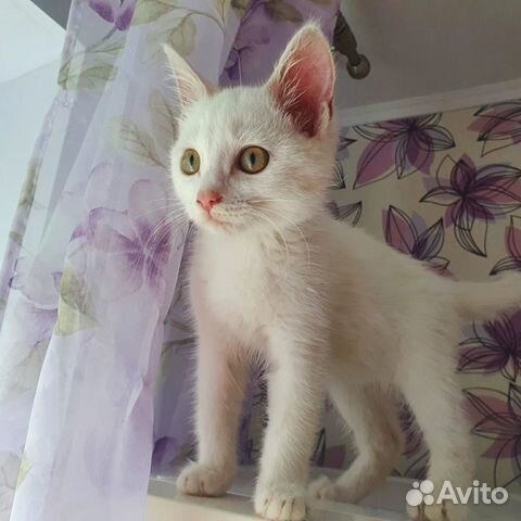 Отдам котёнка в добрые руки