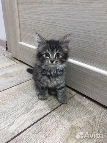 Котенок Котенок