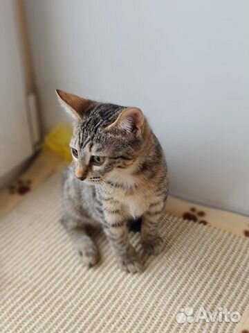 Котенок в добрые руки Котенок в добрые руки
