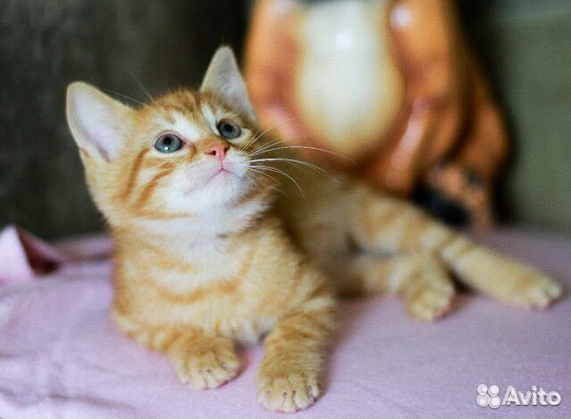 Рыжий котёнок в дар Рыжий котёнок в дар